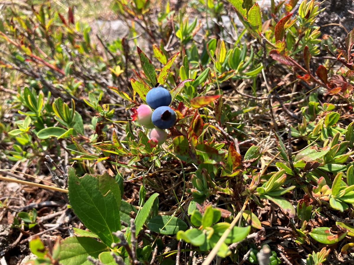 フランス語留学