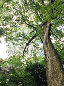 フランス語学校のブログ