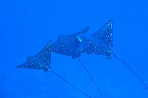 タヒチのボラボラ島