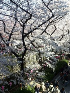 フランス語学校のブログ、目黒川